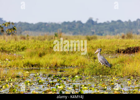 Schuhschnabel (Balaeniceps Rex). Mabamba Sumpf, Uganda, Afrika Stockfoto