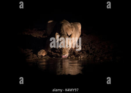 Löwin (Panthera leo) Alkoholkonsum in der Nacht, Zimanga Private Game Reserve, KwaZulu-Natal, Südafrika, Afrika Stockfoto