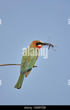 Mit weißer Fassade, Bienenfresser (Merops bullockoides) mit einer Libelle, Krüger Nationalpark, Südafrika, Afrika Stockfoto