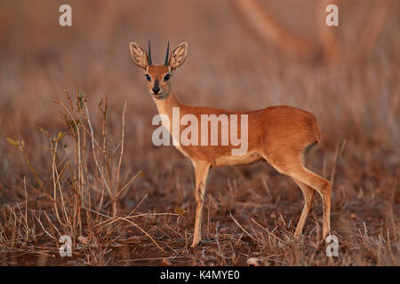 Steinböckchen (Raphicerus Campestris) Bock, Krüger Nationalpark, Südafrika, Afrika Stockfoto