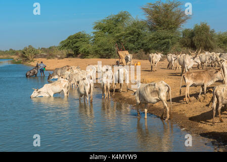 Herde von zebus Trinkwasser Flusswasser, Senegal, Westafrika, Afrika Stockfoto