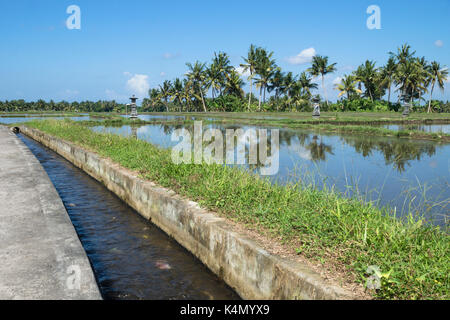 Überflutet ricefield mit Canal in Ubud, Bali, Indonesien Stockfoto
