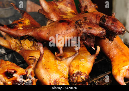 Traditionelle leckeres Essen von Südamerika geröstet Cuy (Meerschweinchen), Ecuador Stockfoto