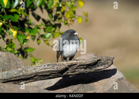 DARK EYED JUNCO (JUNCO HYEMALIS) ruht auf Lititz, Pennsylvania Stockfoto