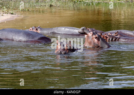 Nilpferde in den Nil, Uganda, Afrika Stockfoto