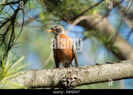 AMERICAN ROBIN (TURDUS MIGRATORIUS) thront auf Lititz, Pennsylvania Stockfoto