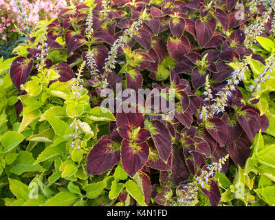 Dekorative Nessel auf ein Blumenbeet Stockfoto