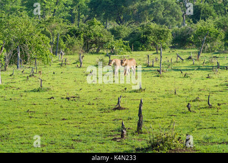 Paar LÖWINNEN (Panthera leo) ZU FUSS DURCH EINE LEBENSRAUM beschädigt durch Beweidung Elefanten, South Luangwa National Park, Sambia Stockfoto