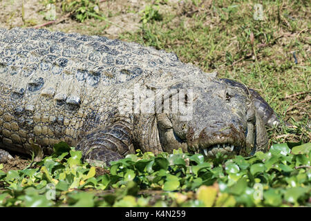 Mugger Krokodil (Crocodylus palustris) (Marsh Krokodil) am Flussufer, Chitwan Nationalpark, UNESCO-Weltkulturerbe, Nepal, Asien Stockfoto