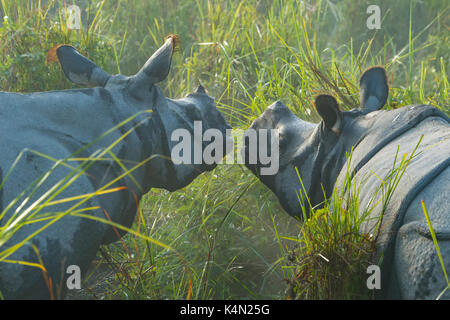 Paar indische Nashorn (Rhinoceros unicornis) im Morgennebel, Kaziranga National Park, Assam, Indien, Asien Stockfoto