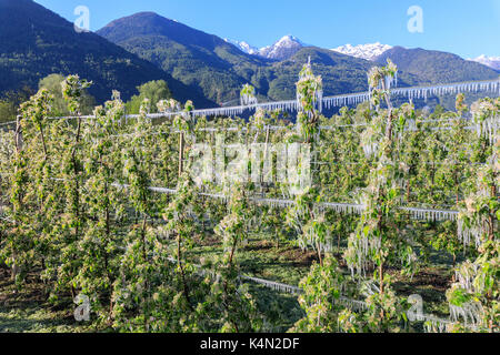 Blauer Himmel über die apfelplantagen mit Eis im Frühjahr fallen, Villa von Tirano, Provinz Sondrio, Valtellina, Lombardei, Italien, Europa Stockfoto