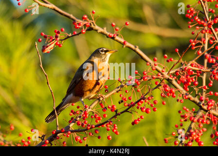 AMERICAN ROBIN (TURDUS MIGRATORIUS) thront in CRABAPPLE TREE BEI SONNENUNTERGANG Lititz, Pennsylvania Stockfoto