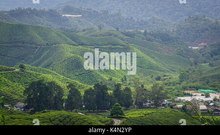 Tee Plantage an nebligen Tag in Cameron Highlands, Malaysia. In den 1930er Jahren entwickelt, die Highlands ist eines der ältesten Touristenattraktionen in Malaysia. Stockfoto