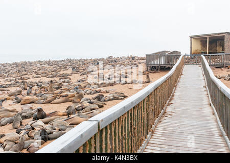 CAPE CROSS, NAMIBIA - 29. JUNI 2017: eine Promenade und Tausende von Kap Pelzrobben an der Robbenkolonie bei Cape Cross an der Skelettküste Namibias Stockfoto