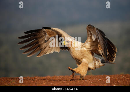 Tawny Eagle (Aquila rapax), Zimanga Private Game Reserve, KwaZulu-Natal, Südafrika, Afrika Stockfoto