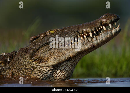 Nilkrokodil (Crocodylus niloticus), Zimanga Private Game Reserve, KwaZulu-Natal, Südafrika, Afrika Stockfoto