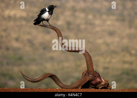 Pied Crow (Corvus albus), Zimanga Private Game Reserve, KwaZulu-Natal, Südafrika, Afrika Stockfoto