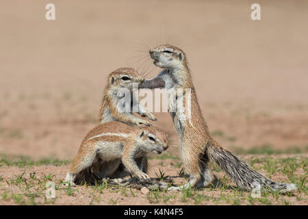 Junge Eichhörnchen (Xerus inauris), Kgalagadi Transfrontier Park, Northern Cape, Südafrika, Afrika Stockfoto