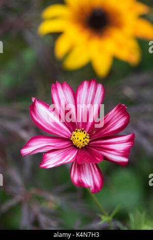 Schmuckkörbchen 'Velouette' Blüte gegen eine rudbeckien und dunklen Hintergrund Stockfoto