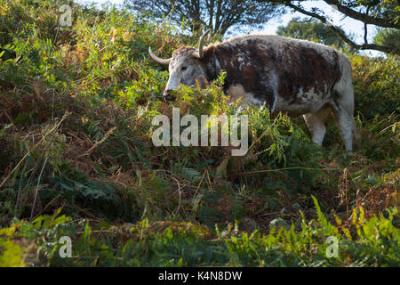 Englisch Longhorn Rinder weiden unter den dichten bracken Unterholz am Beacon Hill Country Park, Charnwood Forest, Leicestershire, England. Stockfoto