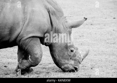 Schwarz-weiß-Bild eines Nashorns in einem Safari Park Stockfoto