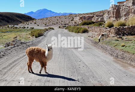 Lamas auf einer abgelegenen Straße in den südlichen Bolivien Stockfoto