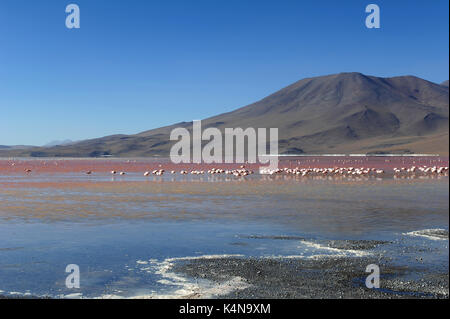 Laguna Colorada (rote Lagune), Reserva de Fauna Andina Eduardo Avaroa, im südlichen Bolivien Stockfoto