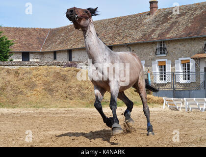 Ein Pferd galoppiert in einer Reithalle zu entspannen. Stockfoto