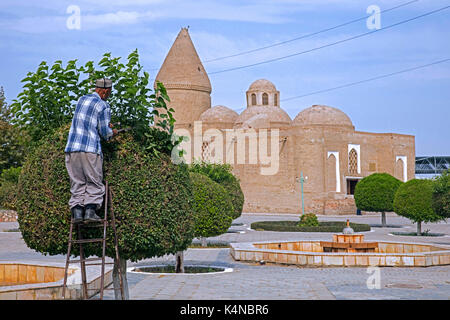 Usbekische Mann clipping Bäume an der Chashma-Ayub Mausoleum in Khwarazm-Stil in Buchara, Usbekistan Stockfoto