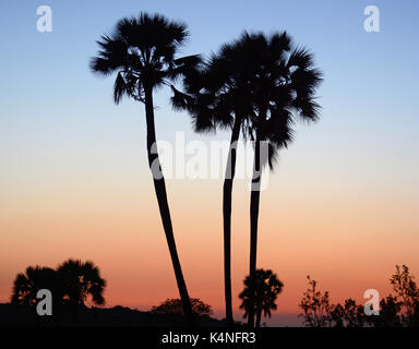 Nach Sonnenuntergang; der Ventilator Palmen von Palmwag in Damaraland, Namibia Stockfoto