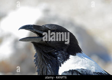 Pied Crow portrait Stockfoto