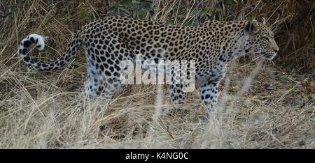 Leopard zu Fuß im Busch Stockfoto