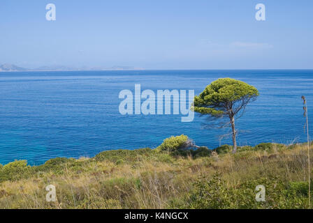 Tanne mit blauen Meer Hintergrund in Balearen Insel Stockfoto