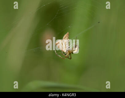 Crab Spider, Xysticus cristatus, wickeln eine Motte in Seide, Lancashire, Großbritannien Stockfoto