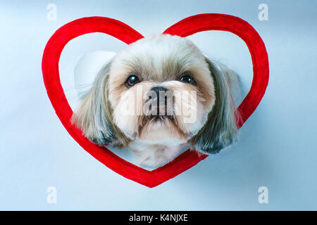 Süße Shih Tzu Hund suchen durch das Loch im Weißbuch mit roten Herzen Symbol Stockfoto