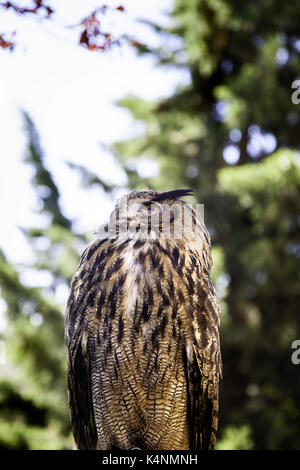 Royal Eule in einer Anzeige von Raubvögeln, Macht und Größe, Detail der grosse Vogel, Vogel Stockfoto