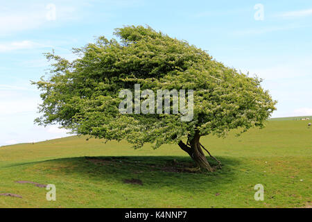 Windblown Baum an der Tau Teich in der Nähe von Ditchling Beacon auf der South Downs, Sussex Stockfoto