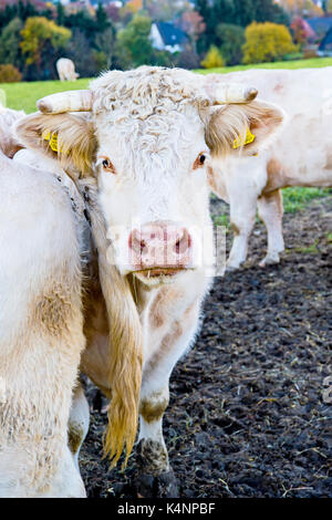 Kühe im Freien, munching Heu: Kuehe auf der Weide, Heu fressend Stockfoto