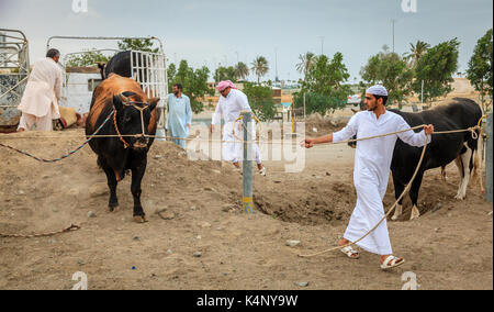 Fujairah, VAE, April 1, 2016: die lokale Bevölkerung Stiere bringen für die traditionellen Stierkämpfe in Fujairah, VAE Stockfoto