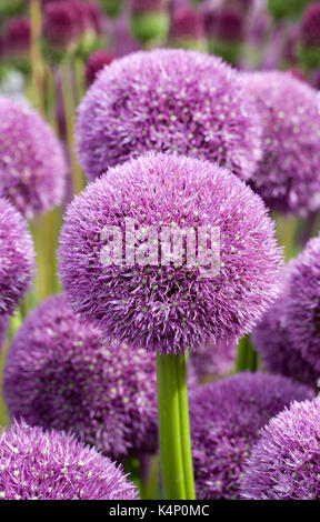 Allium "Pinball Wizard" Blumen. Stockfoto