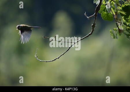 Tierwelt Stockfoto