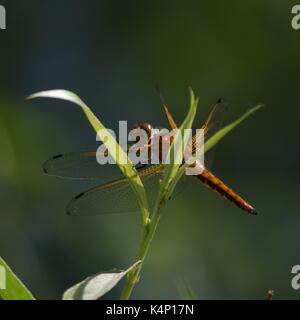 Tierwelt Stockfoto