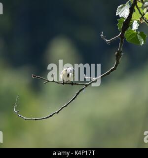 Tierwelt Stockfoto