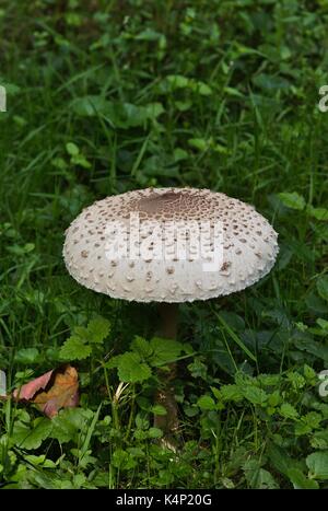 Pilz Parasol (Macrolepiota Procera oder Lepiota Procera) Stockfoto