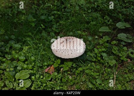 Pilz Parasol (Macrolepiota Procera oder Lepiota Procera) Stockfoto