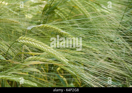 Grünen Ähren der Gerste Stockfoto