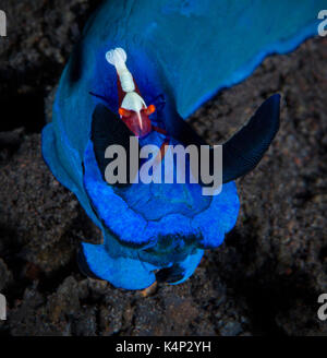 Kaiser Partner Garnele auf Nacktschnecke Stockfoto