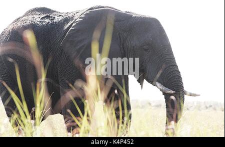 Wilde afrikanische Elefanten im Chobe National Park, Botswana Stockfoto