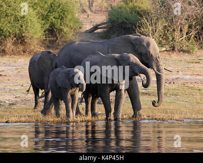 Familie von afrikanischen Elefanten Trinken an einem Wasserloch in der Chobe National Park, Botswana Stockfoto