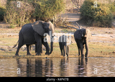 Familie von afrikanischen Elefanten Trinken an einem Wasserloch in der Chobe National Park, Botswana Stockfoto